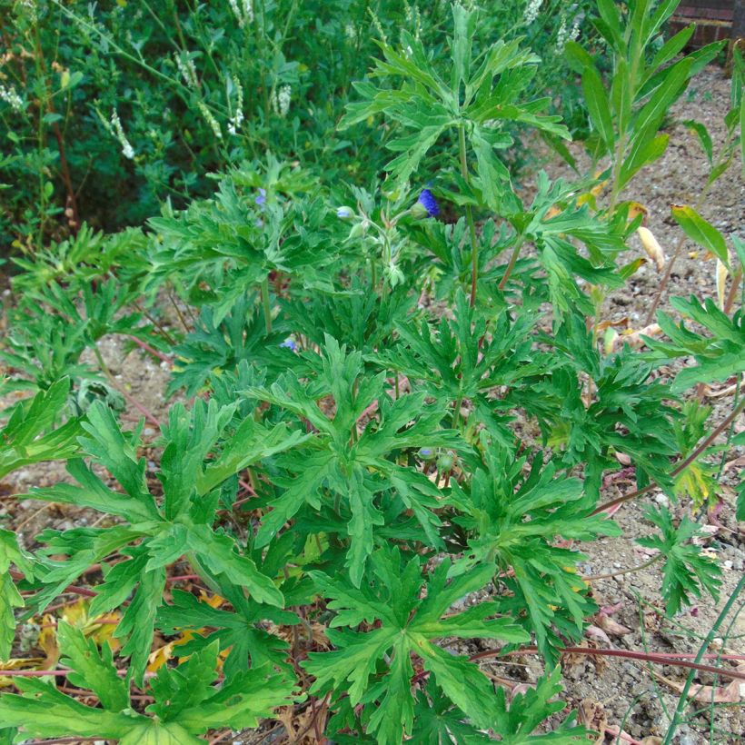 Geranium pratense - Geranio dei Prati (Porto)