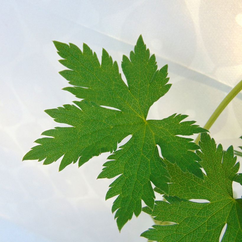 Geranium endressii (Fogliame)