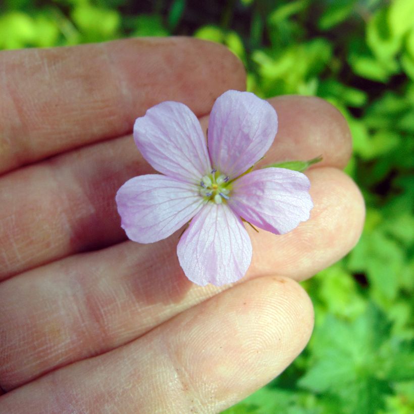 Geranium endressii (Fioritura)