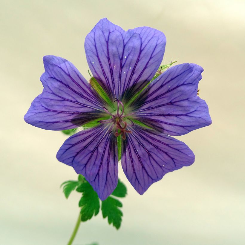 Geranium ibericum (Fioritura)