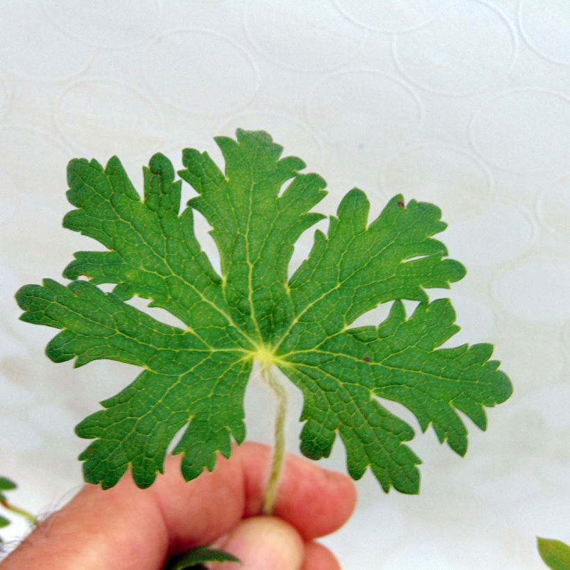 Geranium ibericum subsp. Jubatum White Zigana (Fogliame)