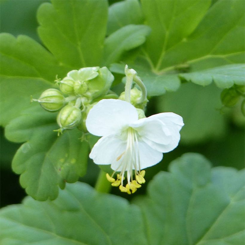 Geranium macrorrhizum White Ness (Fogliame)