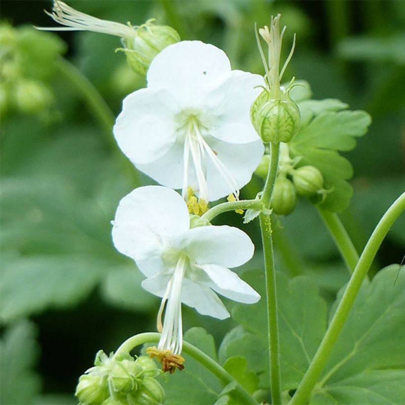 Geranium macrorrhizum White Ness (Fioritura)