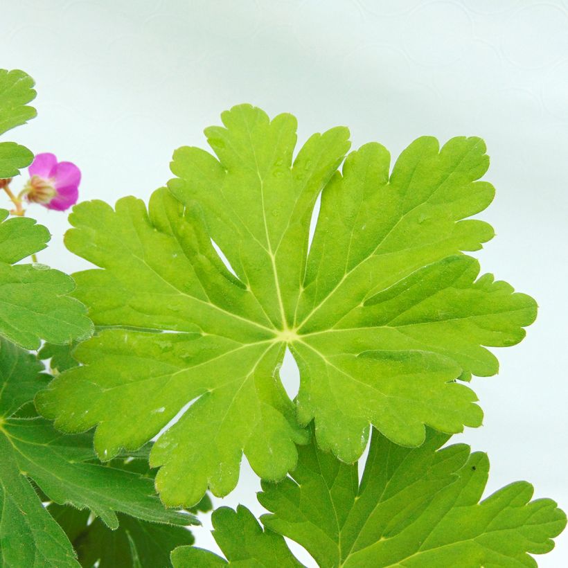 Geranium macrorrhizum (Fogliame)