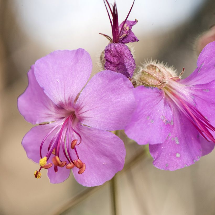 Geranium macrorrhizum (Fioritura)