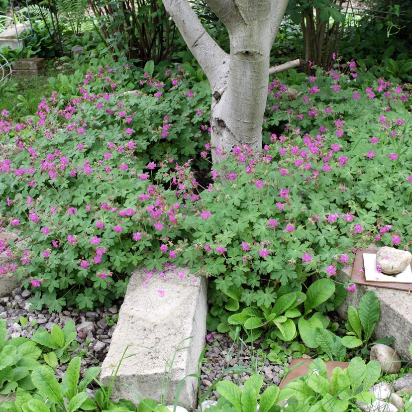 Geranium macrorrhizum (Porto)