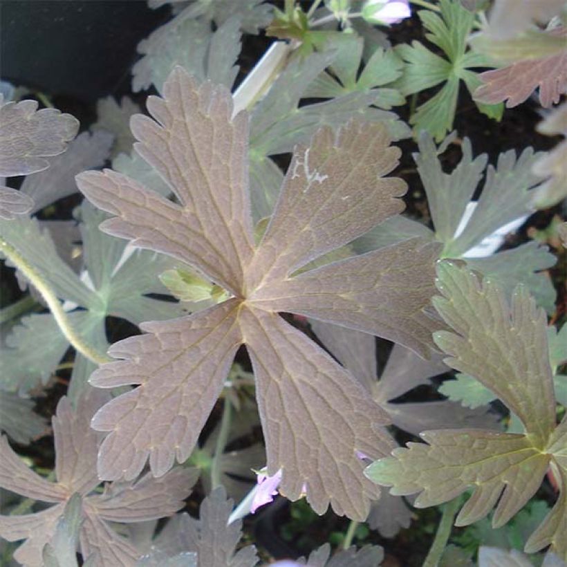 Geranium maculatum Espresso (Fogliame)