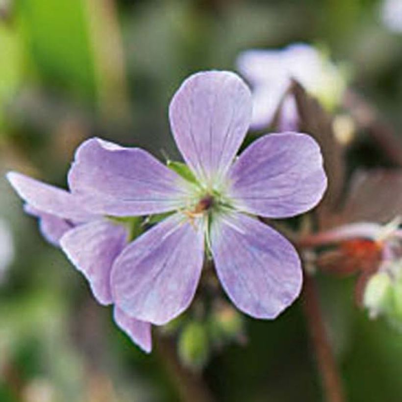 Geranium maculatum Espresso (Fioritura)