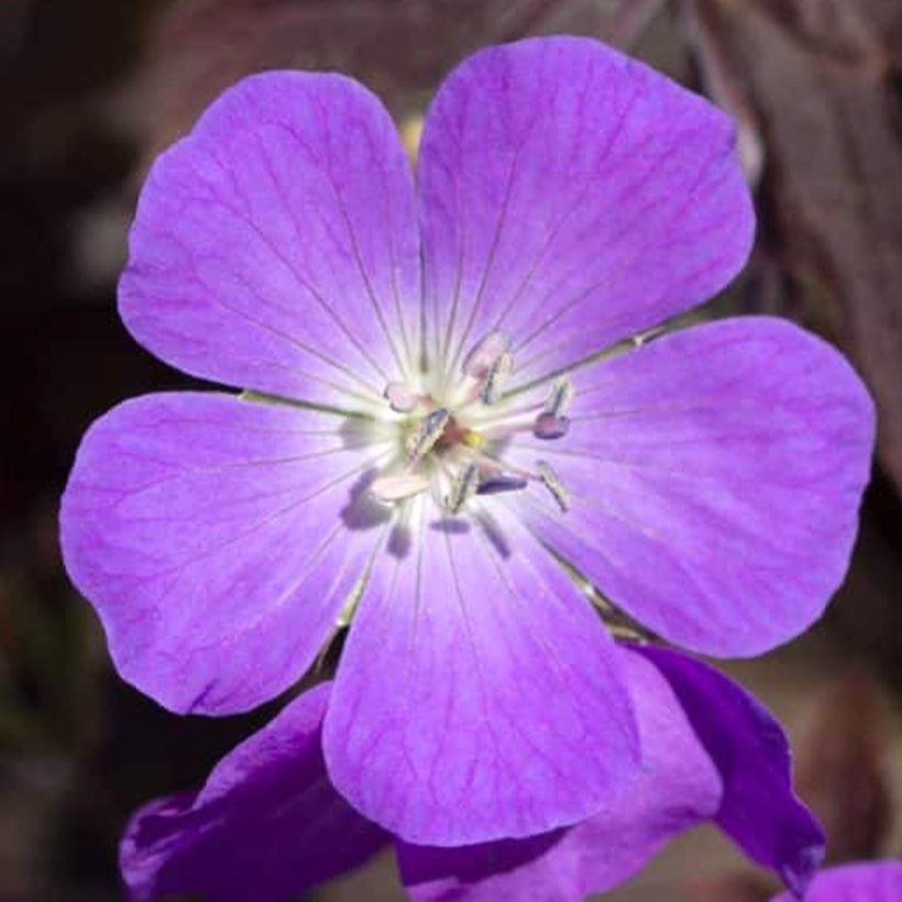 Geranium maculatum Stormy Night (Fioritura)