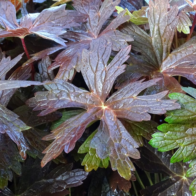 Geranium maculatum Stormy Night (Fogliame)