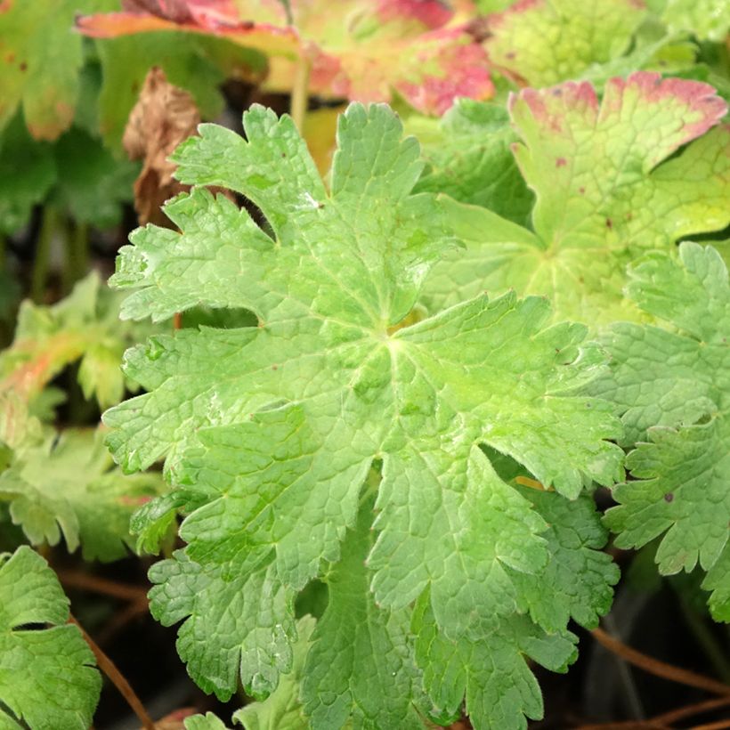 Geranium magnificum Blue Blood (Fogliame)