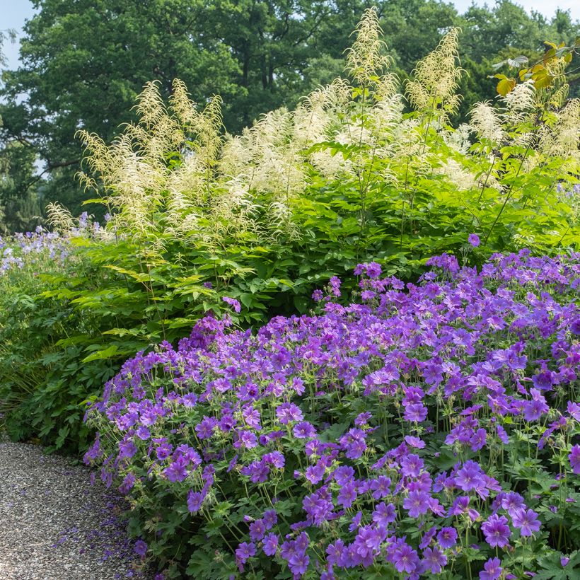 Geranium magnificum Rosemoor (Porto)