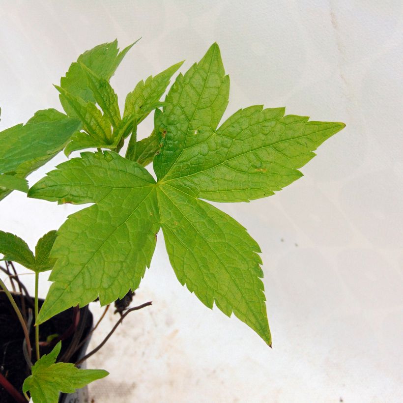 Geranium nodosum - Geranio nodoso (Fogliame)