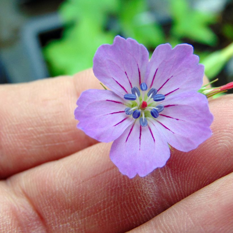 Geranium nodosum - Geranio nodoso (Fioritura)