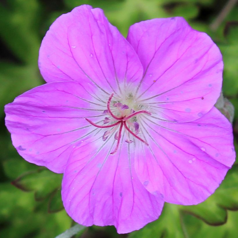 Geranium orientalitibeticum (Fioritura)