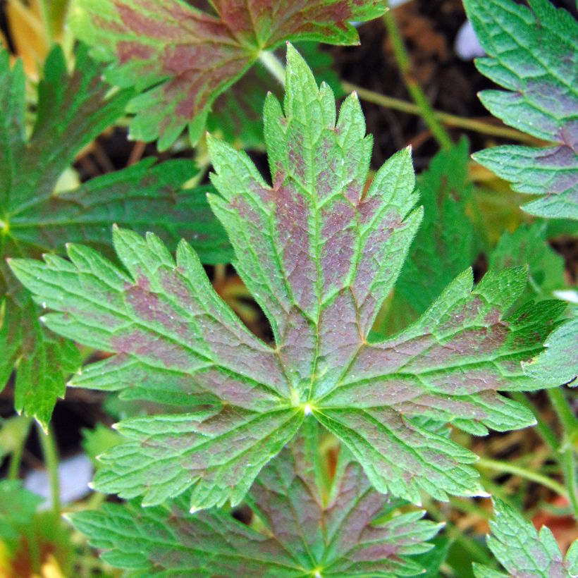 Geranium oxonianum Katherine Adele (Fogliame)