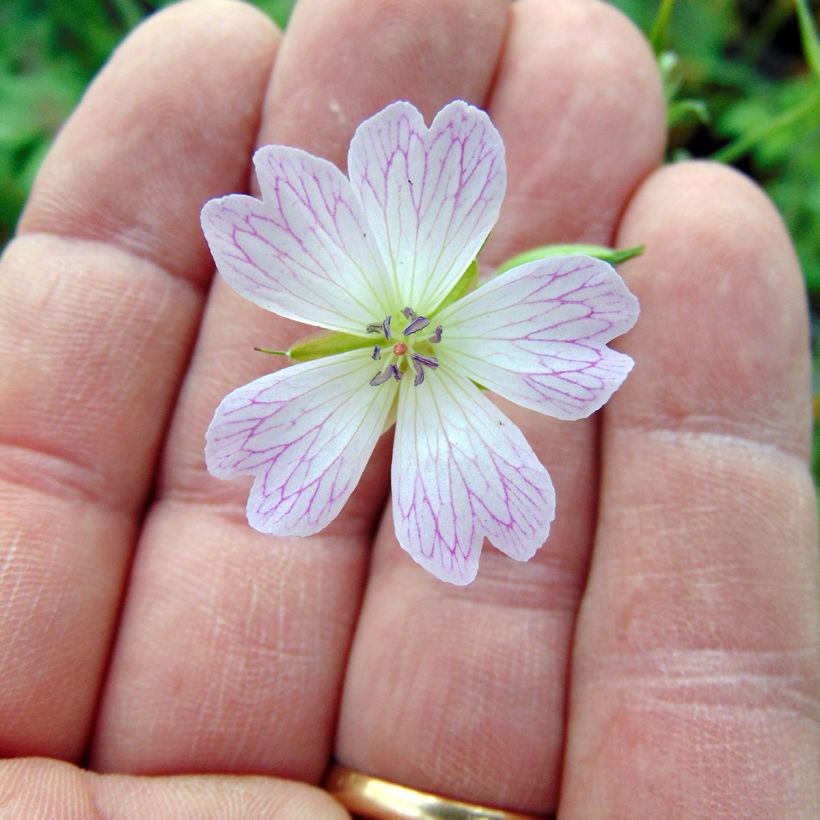 Geranium oxonianum Katherine Adele (Fioritura)