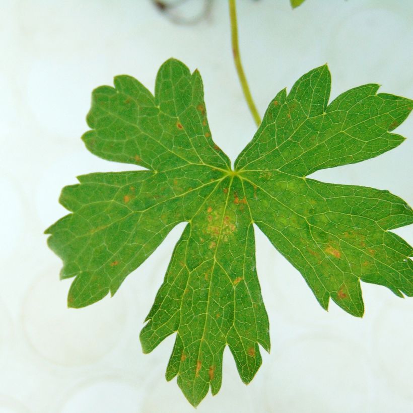 Geranium oxonianum Rosenlicht (Fogliame)