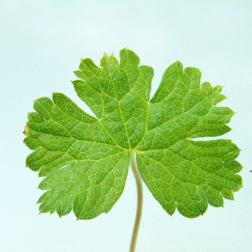 Geranium oxonianum f. thurstonianum Southcombe Double (Fogliame)