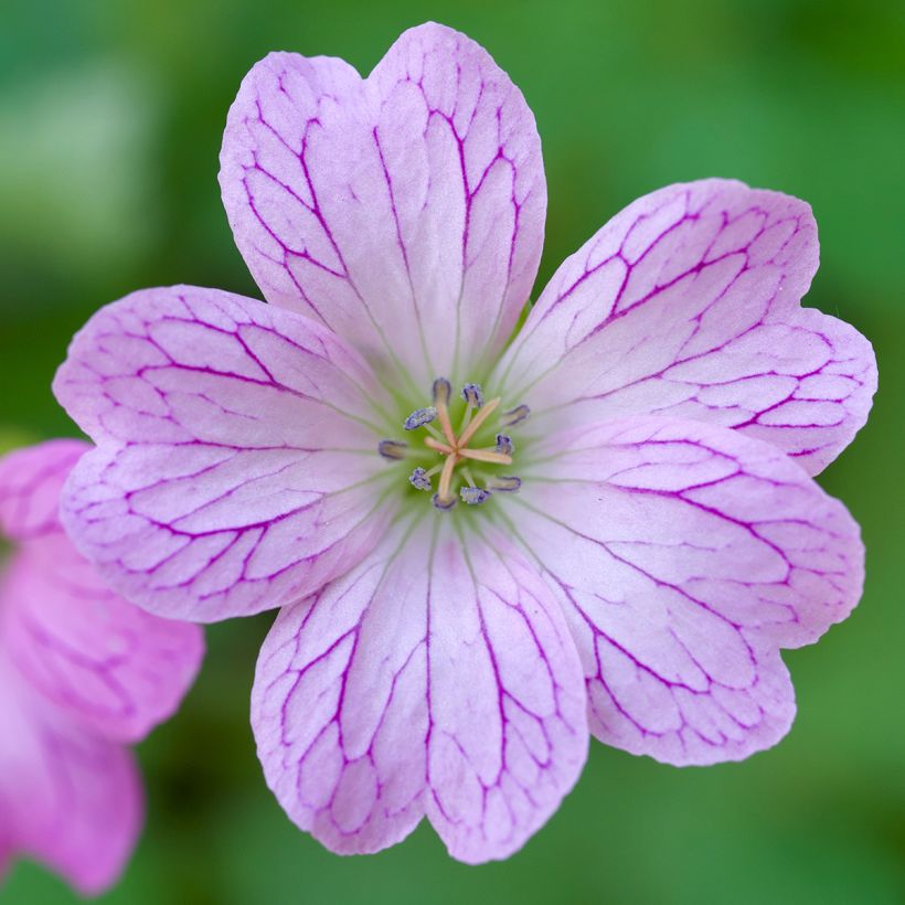 Geranium oxonianum Walter's Gift (Fioritura)