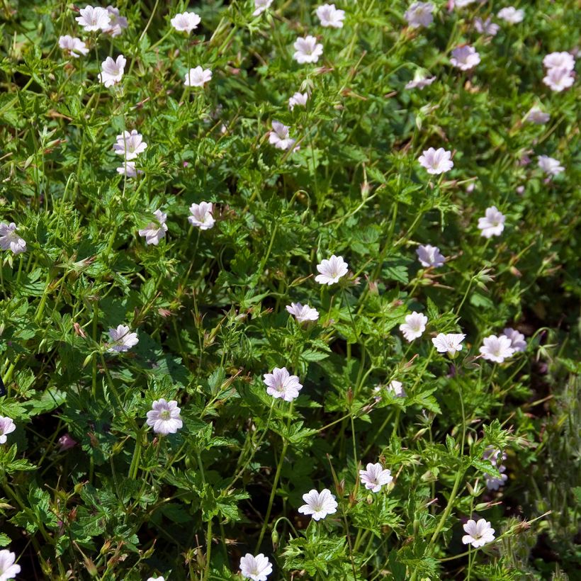 Geranium oxonianum Walter's Gift (Porto)