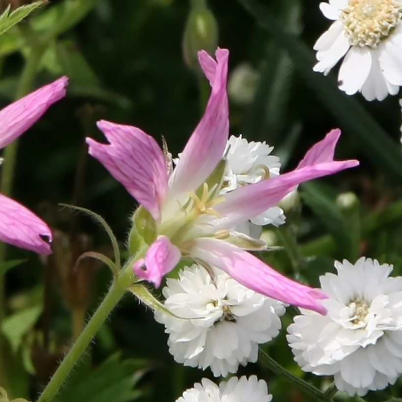 Geranium oxonianum f. thurstonianum (Fioritura)