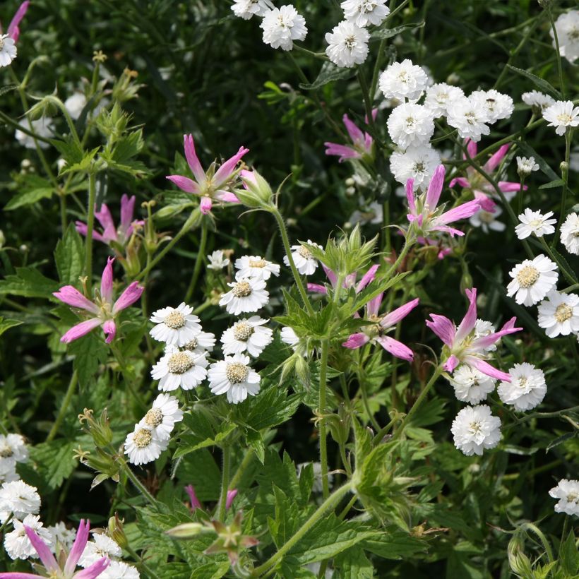 Geranium oxonianum f. thurstonianum (Porto)