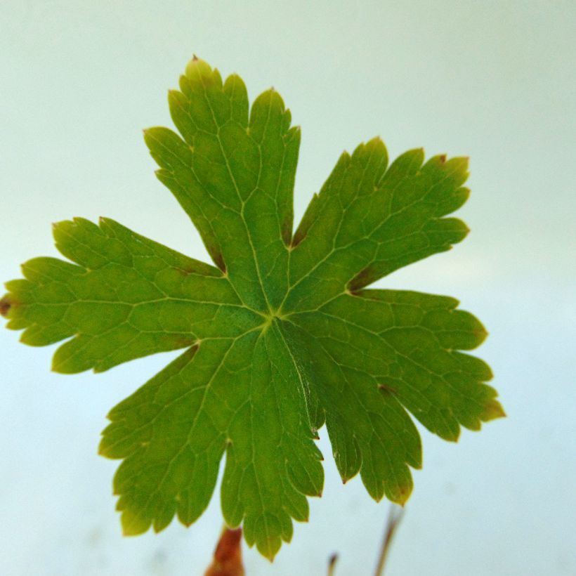 Geranium phaeum Golden Spring - Geranio stellato (Fogliame)