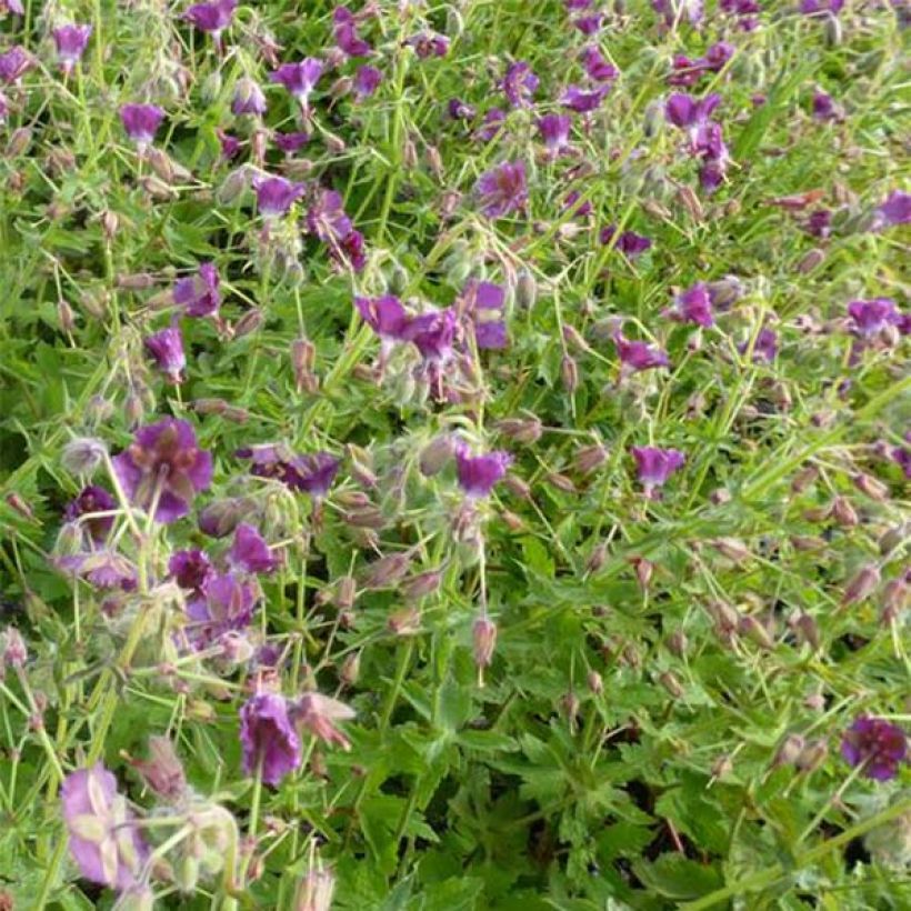 Geranium phaeum Golden Spring - Geranio stellato (Fioritura)