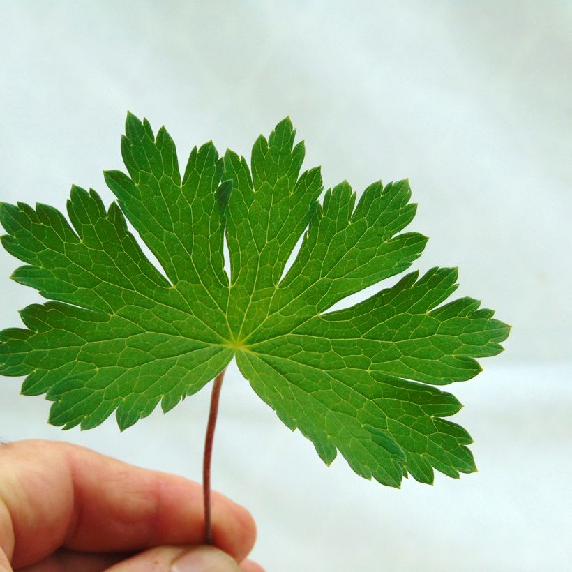 Geranium phaeum Mourning Widow - Geranio stellato (Fogliame)