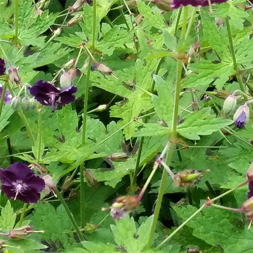 Geranium phaeum Raven - Geranio stellato (Fogliame)