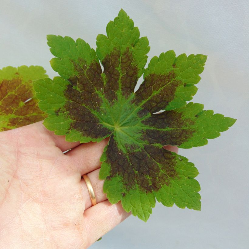 Geranium phaeum Samobor - Geranio stellato (Fogliame)