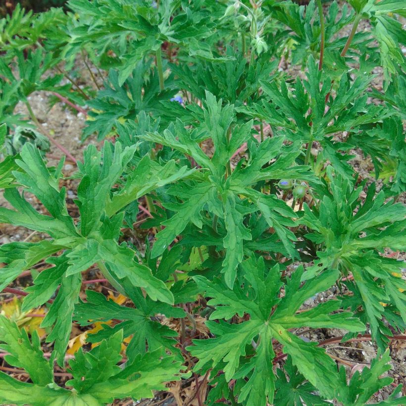 Geranium pratense Cloud Nine - Geranio dei prati (Fogliame)