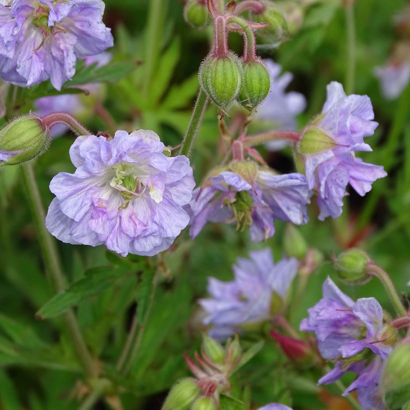 Geranium pratense Cloud Nine - Geranio dei prati (Fioritura)