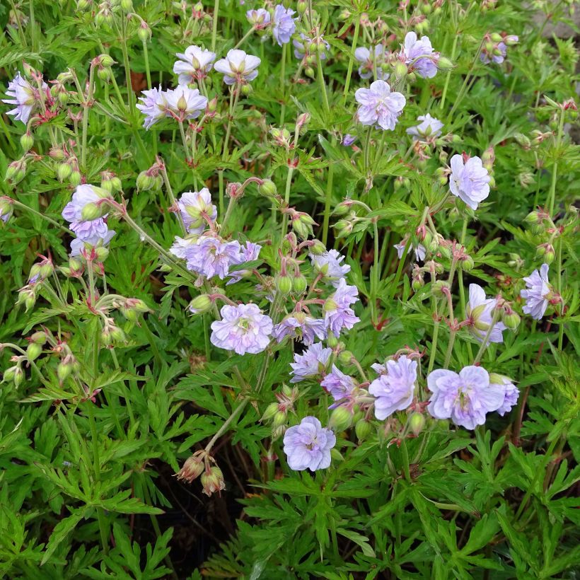 Geranium pratense Cloud Nine - Geranio dei prati (Porto)