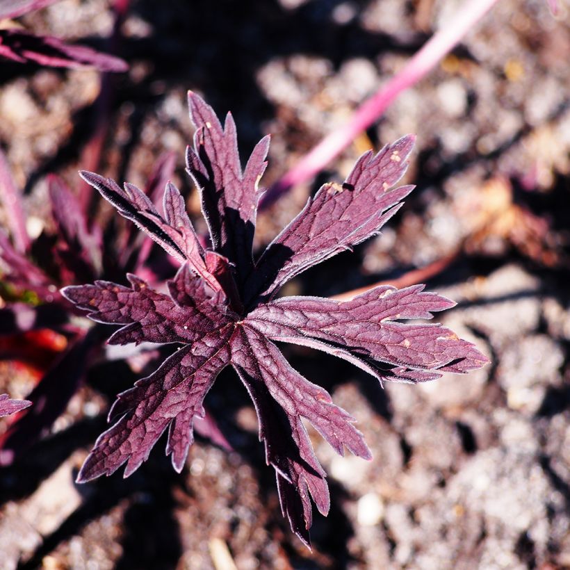 Geranium pratense Dark Reiter - Geranio dei prati (Fogliame)