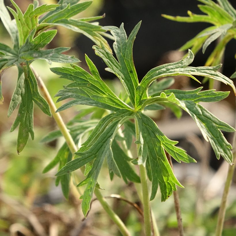 Geranium pratense Double Jewel - Geranio dei prati (Fogliame)