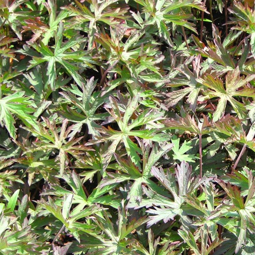 Geranium pratense Marshmallow - Geranio dei prati (Fogliame)