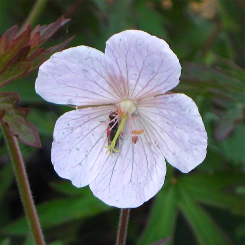 Geranium pratense Marshmallow - Geranio dei prati (Fioritura)