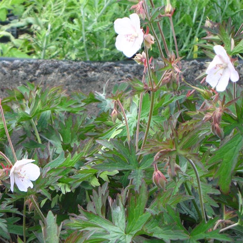 Geranium pratense Marshmallow - Geranio dei prati (Porto)