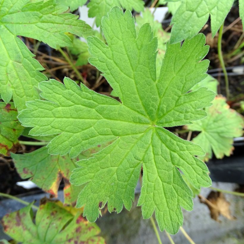 Geranium pratense Plenum Violaceum - Geranio dei prati (Fogliame)