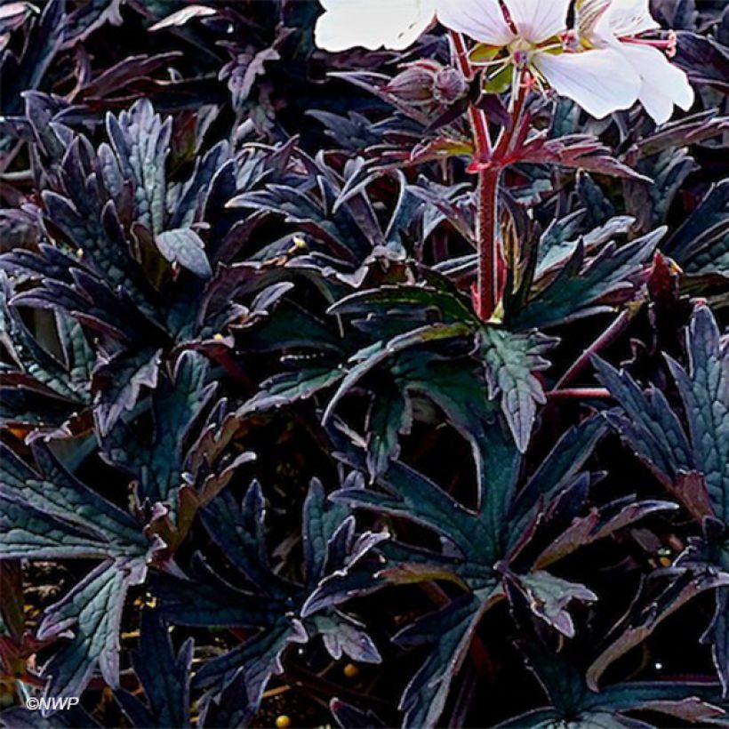 Geranium pratense Purple Ghost - Geranio dei prati (Fogliame)