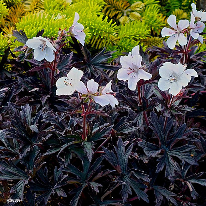 Geranium pratense Purple Ghost - Geranio dei prati (Fioritura)