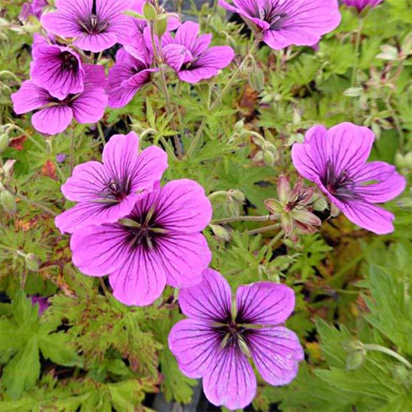 Geranium psilostemon JS Ma Tu Vu (Fioritura)