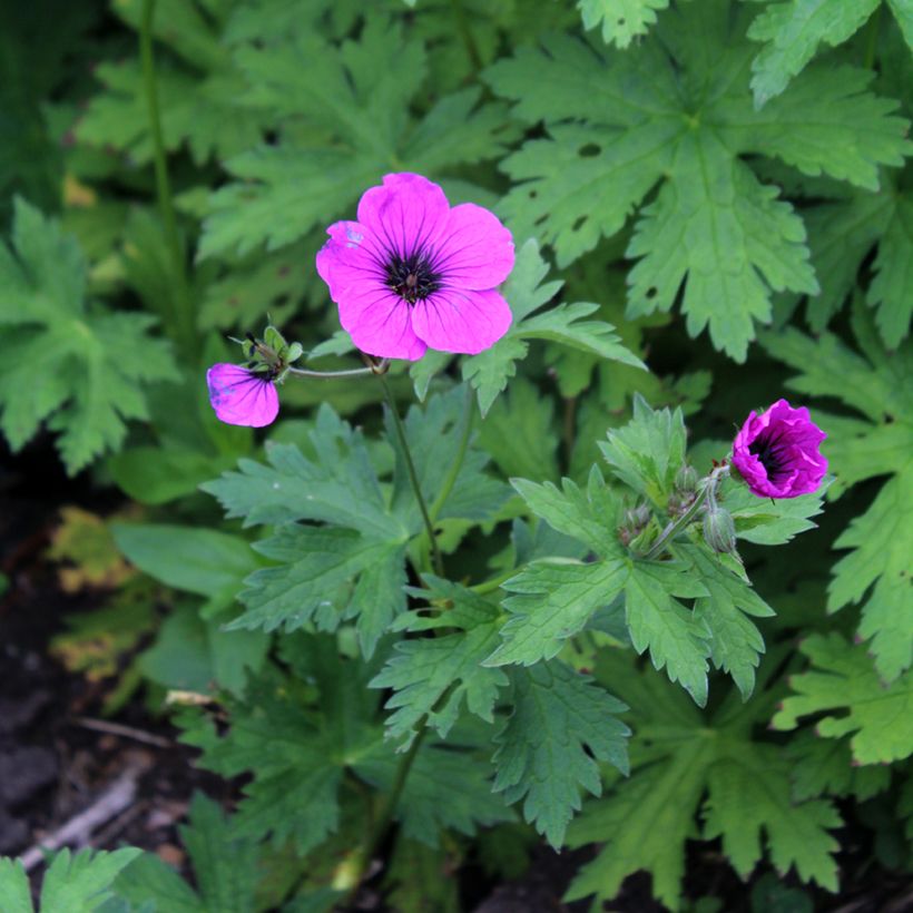 Geranium psilostemon (Fioritura)