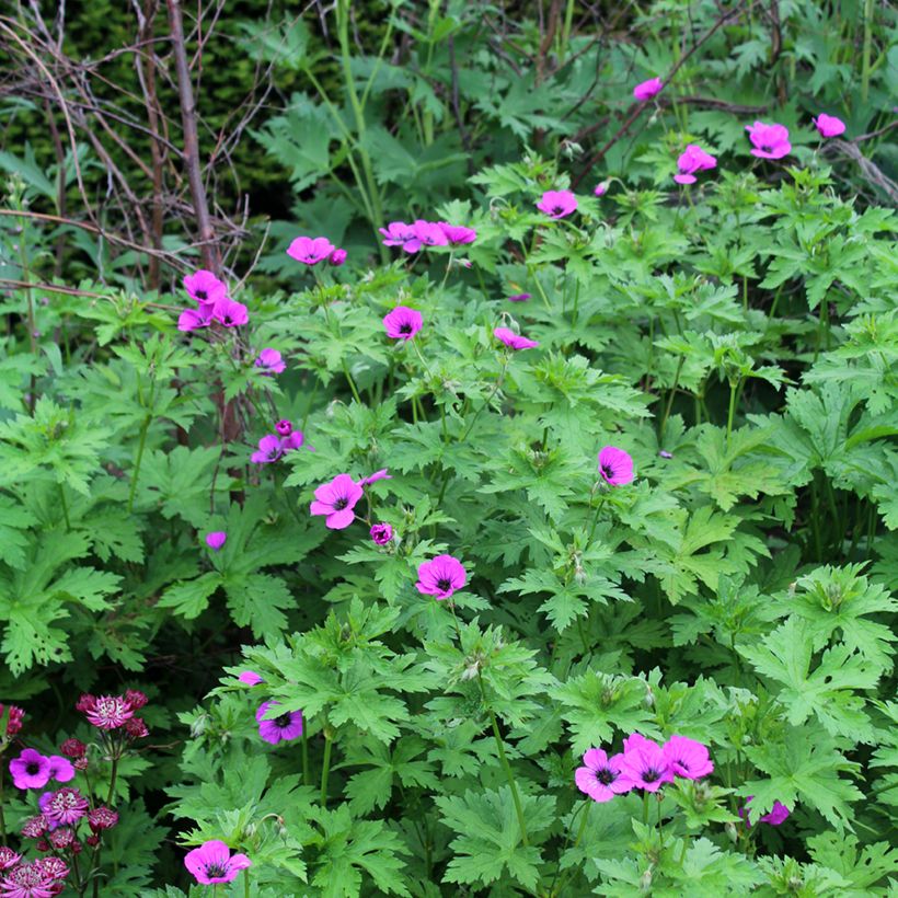 Geranium psilostemon (Porto)