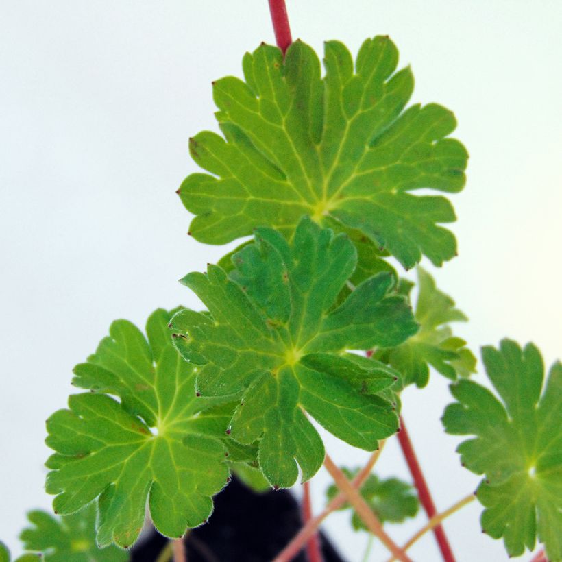 Geranium pyrenaicum Bill Wallis (Fogliame)