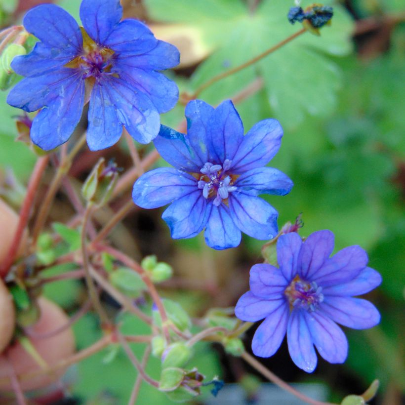 Geranium pyrenaicum Bill Wallis (Fioritura)