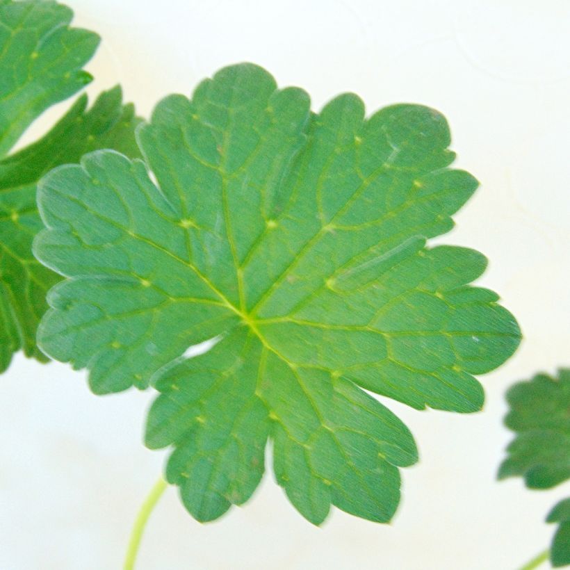 Geranium riversleaianum Russell Prichard (Fogliame)