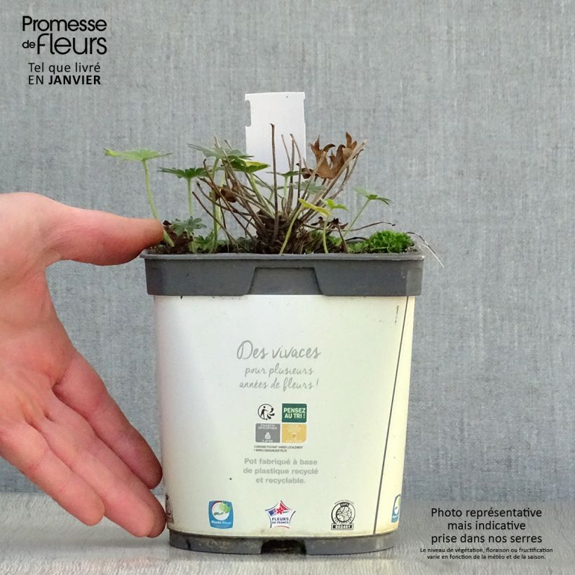 Géranium vivace sanguineum Album en pot de 1.5L/2L esemplare consegnato in inverno